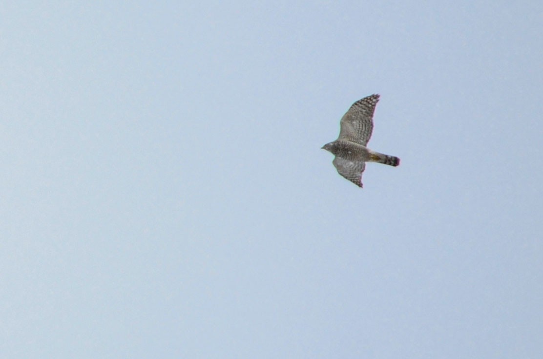 Eurasian Goshawk - ML540804531