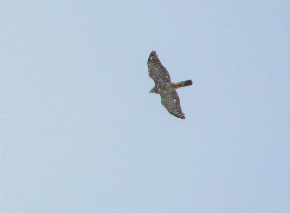 Eurasian Goshawk - ML540804541