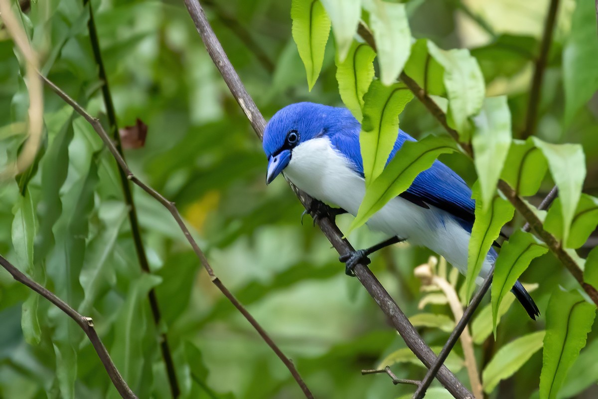 Comoro Blue Vanga - Daniel Danckwerts (Rockjumper Birding Tours)