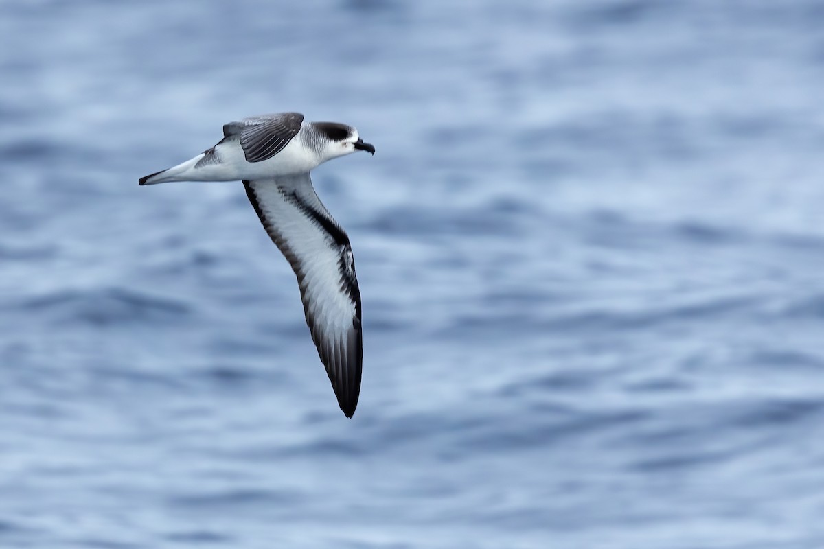 Barau's Petrel - ML540806031