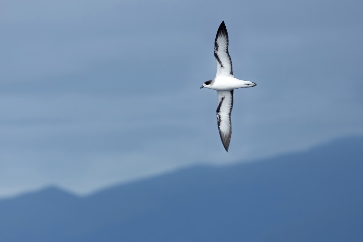 Barau's Petrel - ML540806041