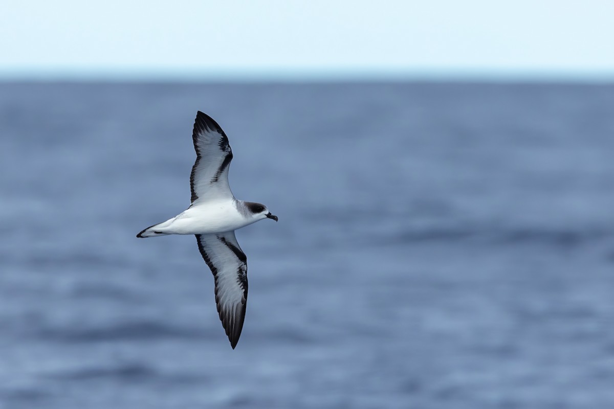 Barau's Petrel - ML540806051