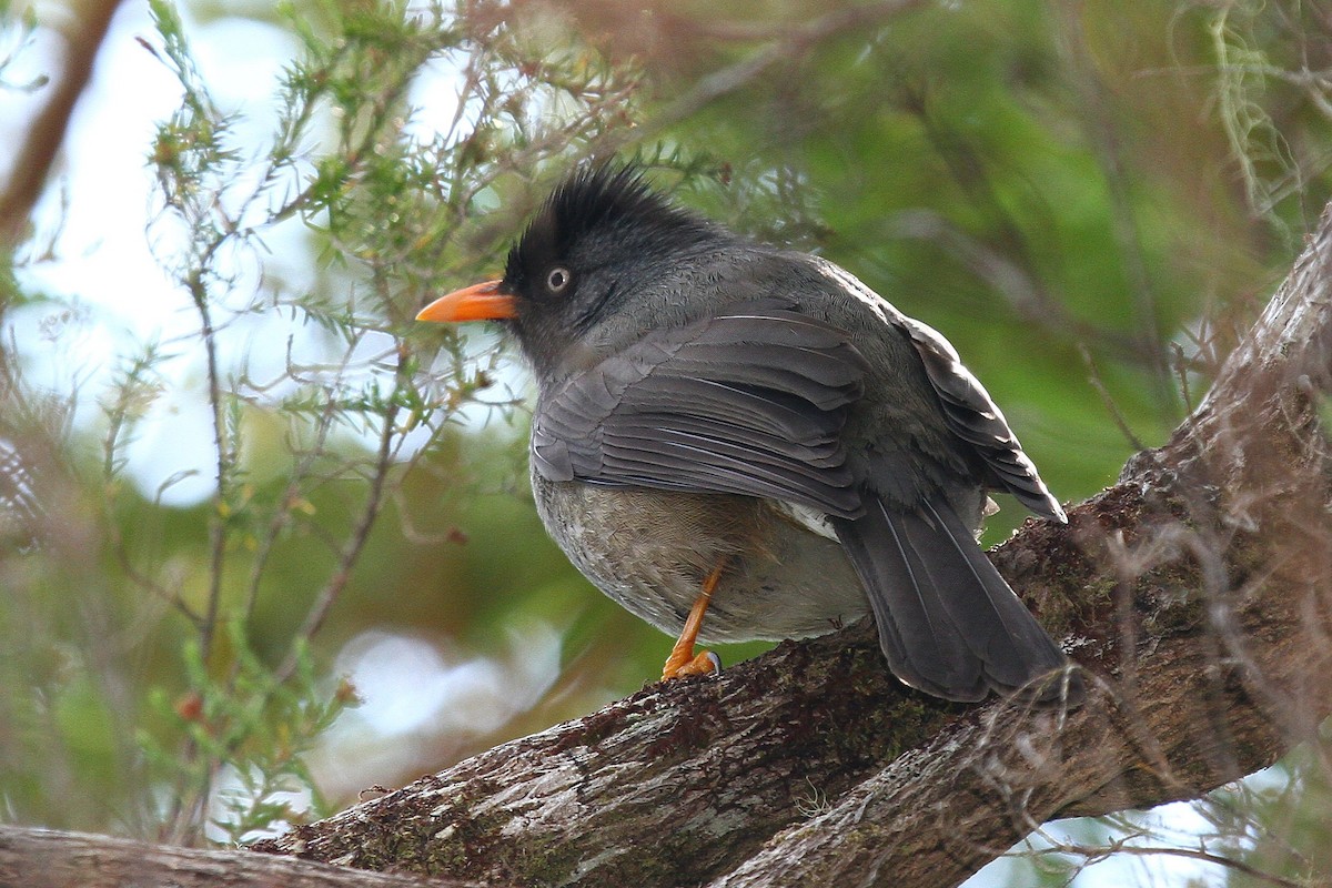 Reunion Bulbul - ML540806261