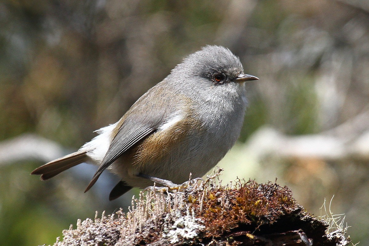 Reunion Gray White-eye - Daniel Danckwerts (Rockjumper Birding Tours)