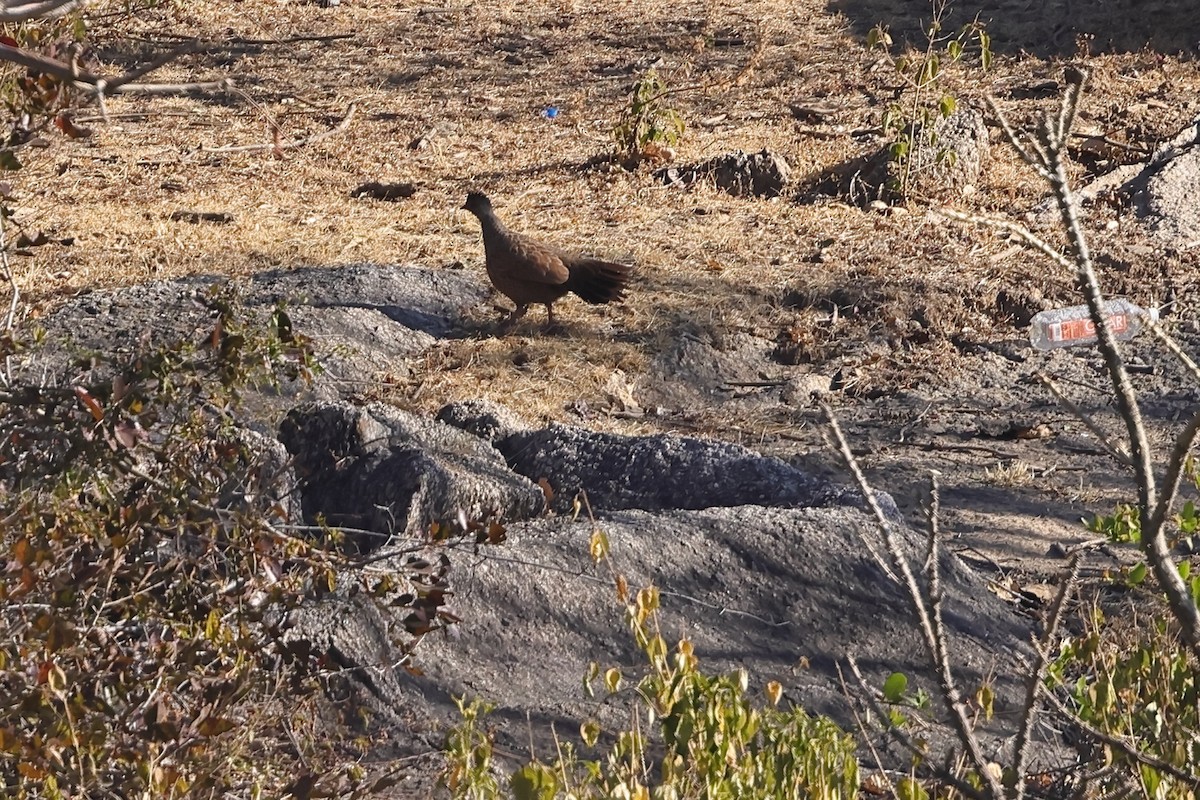 Red Spurfowl - ML540806761