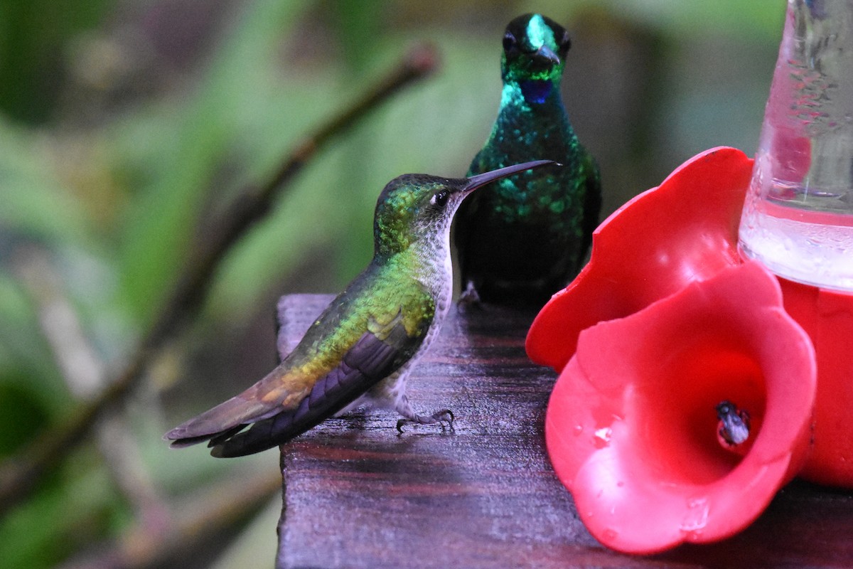 kolibřík andský - ML540808061