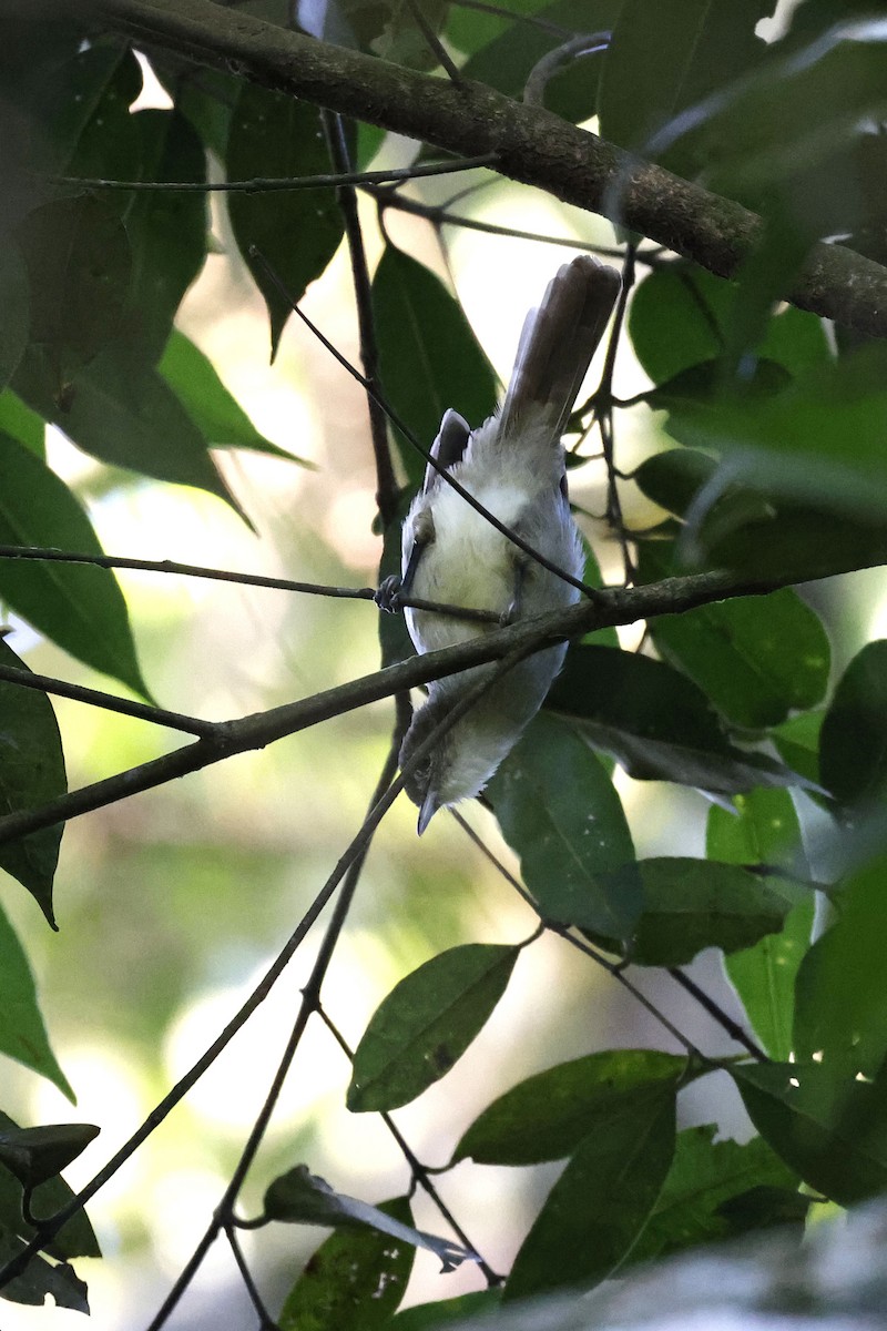 Cabanis's Greenbul (Placid) - ML540808261