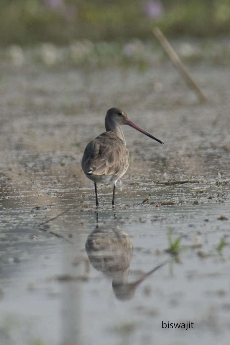 břehouš černoocasý (ssp. limosa) - ML540808301