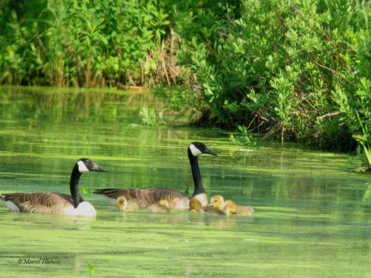 Canada Goose - Marcel Harnois