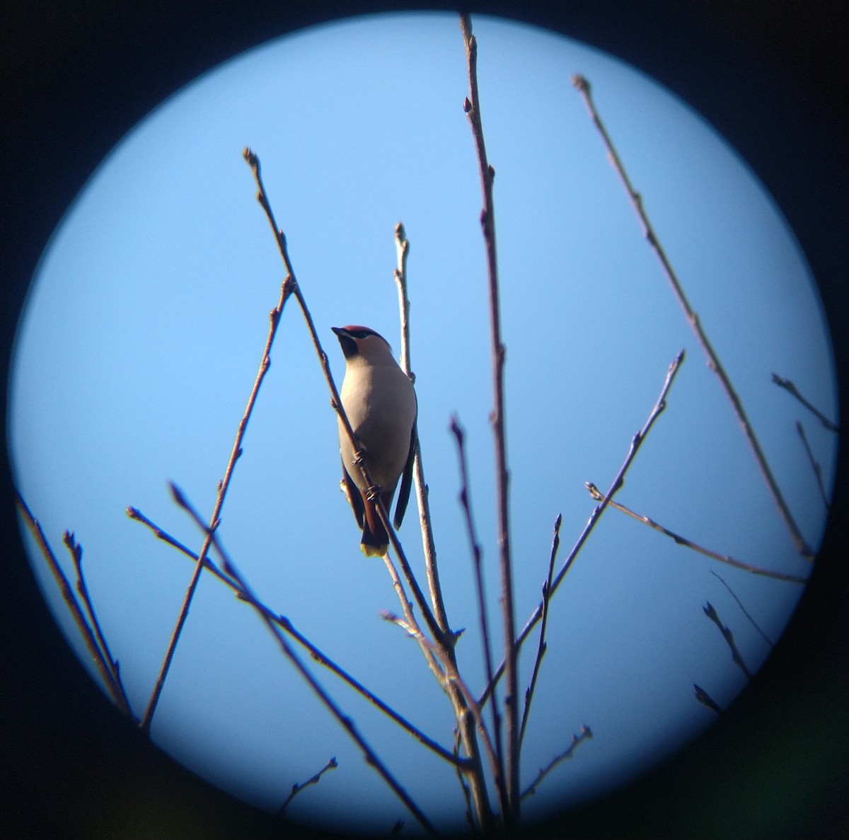 Bohemian Waxwing - ML540809441