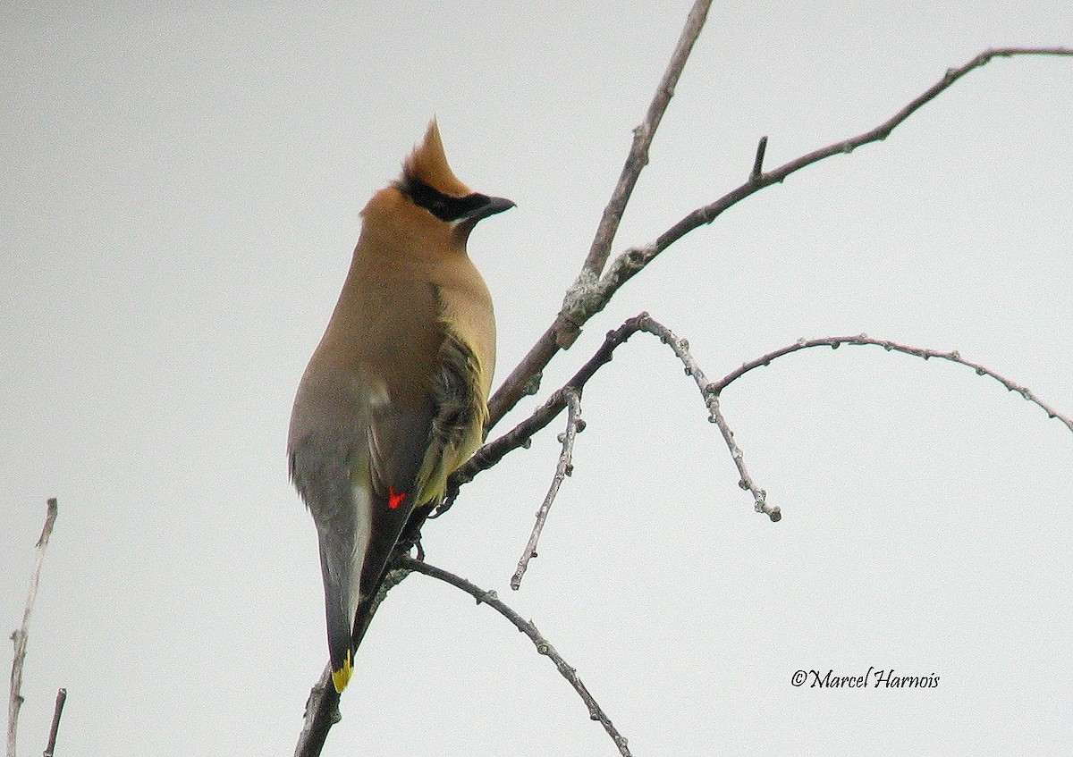 Cedar Waxwing - Marcel Harnois