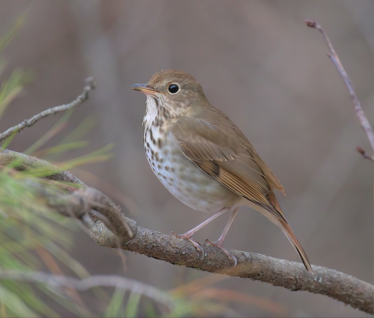 Hermit Thrush - ML540810021