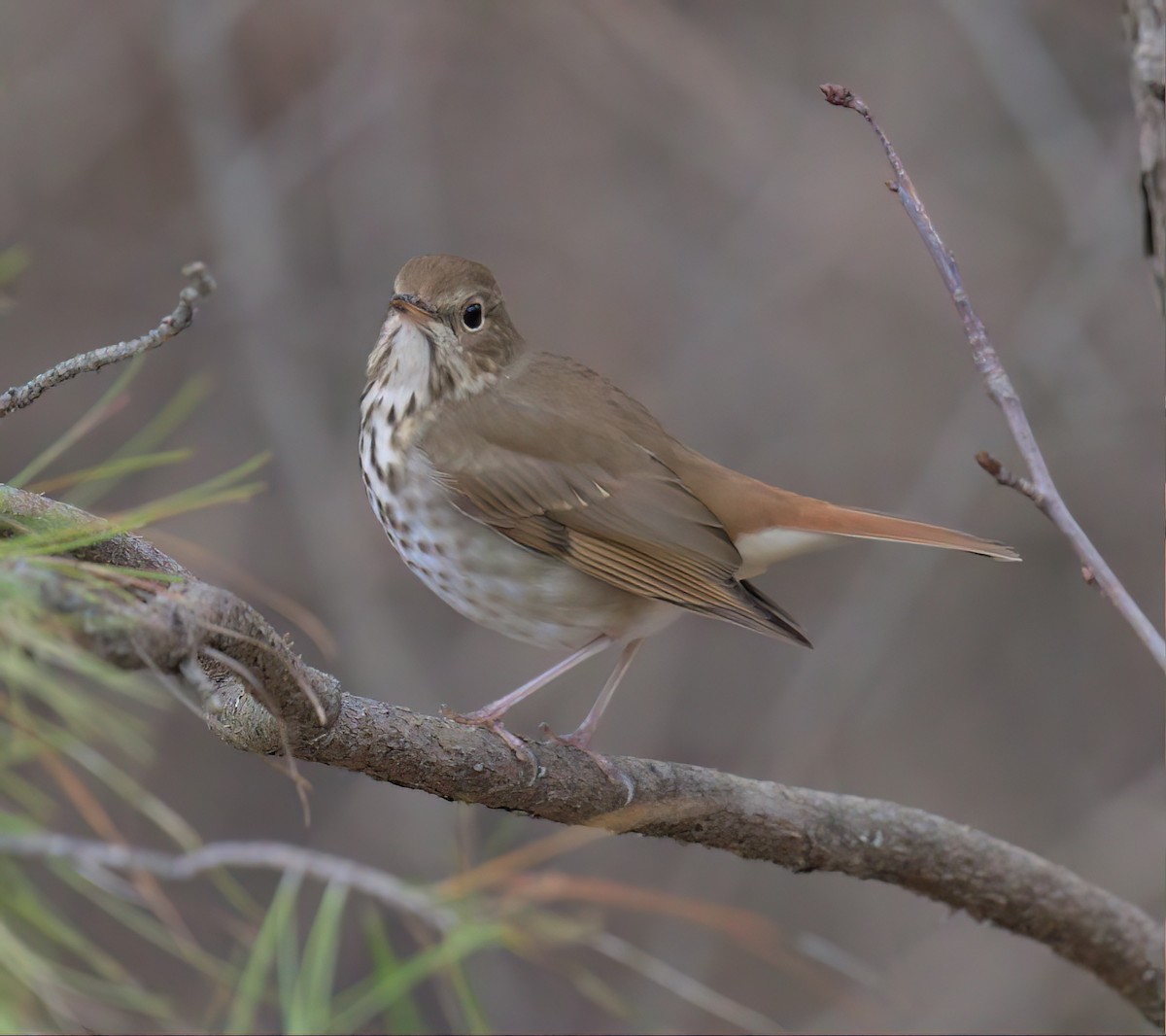 Hermit Thrush - ML540810031