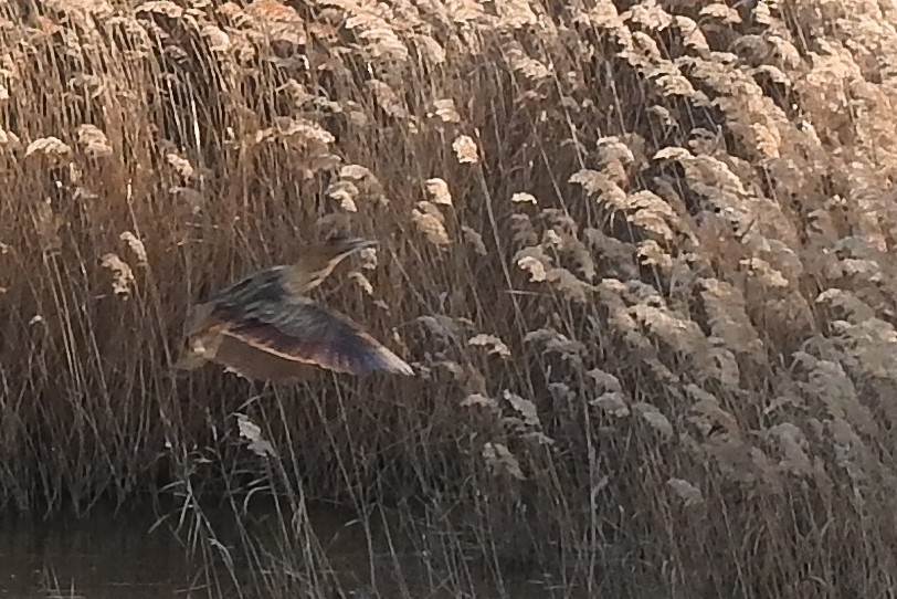 Great Bittern - ML540810291