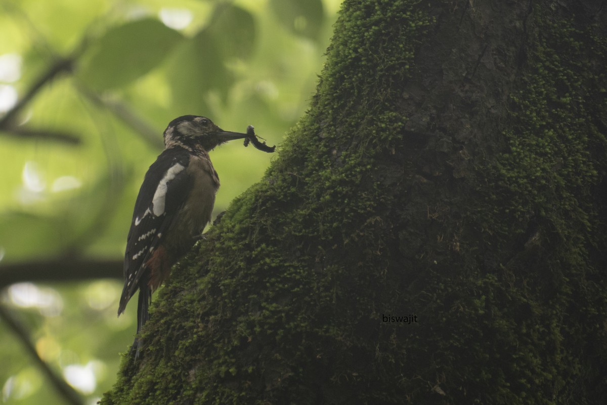 Himalayan Woodpecker - ML540811471
