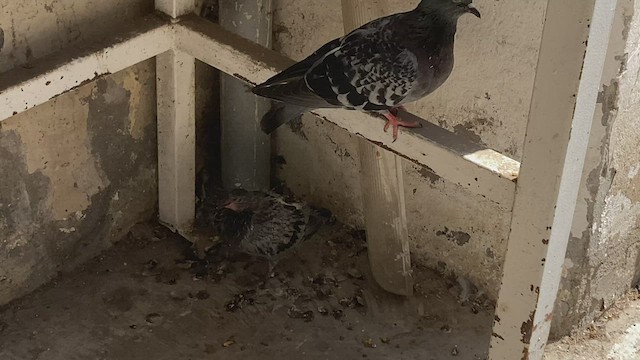 Rock Pigeon (Feral Pigeon) - ML540814771