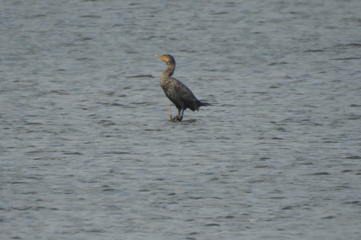 Double-crested Cormorant - ML540815031