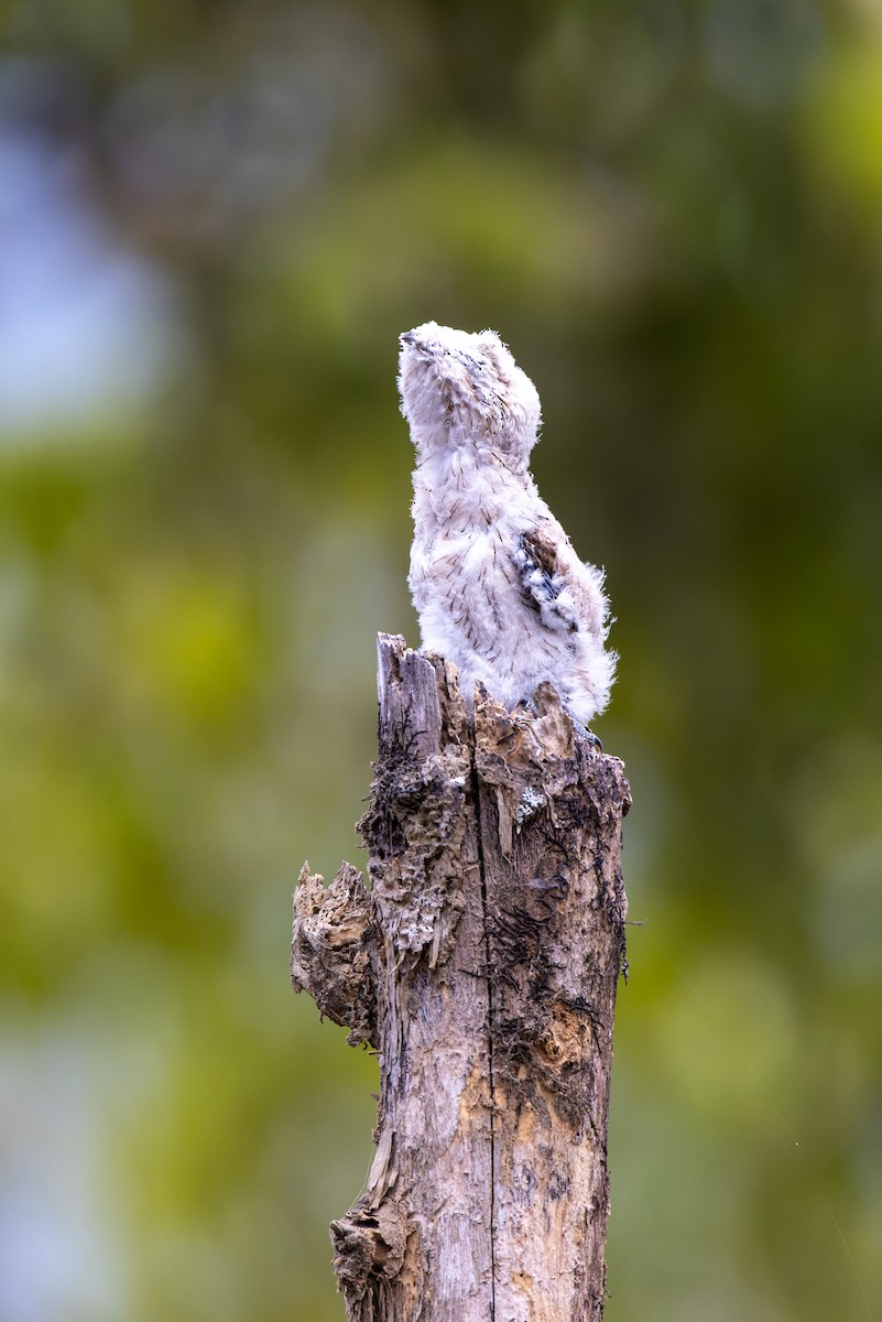 Common Potoo - ML540816181