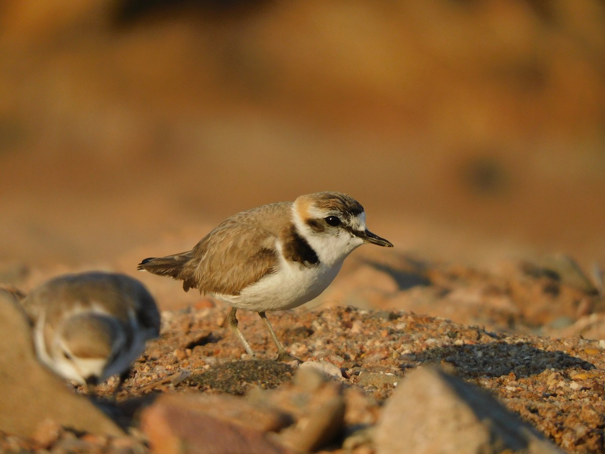 Kentish Plover - גבריאל סידר פרס