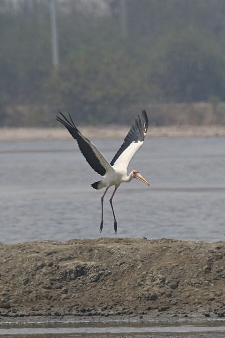 Milky Stork - ML540817711