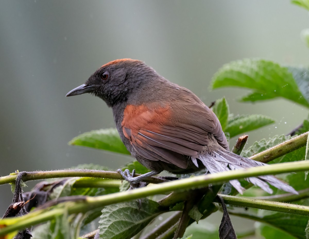 Slaty Spinetail - Jan Allen