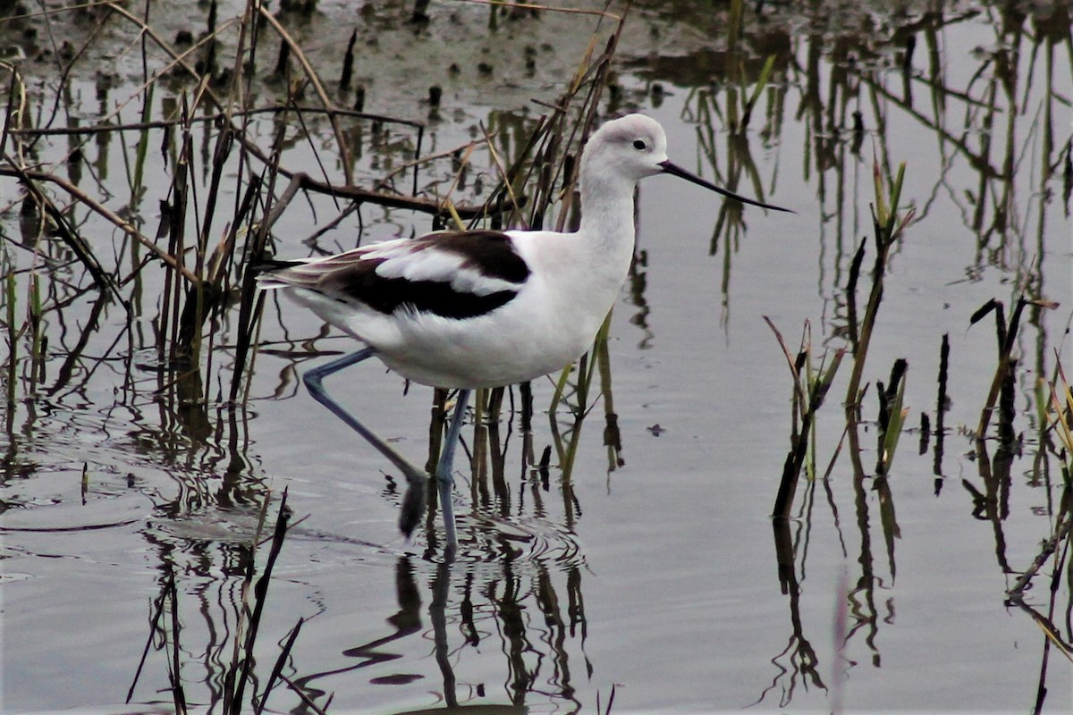 American Avocet - Greg Laverty