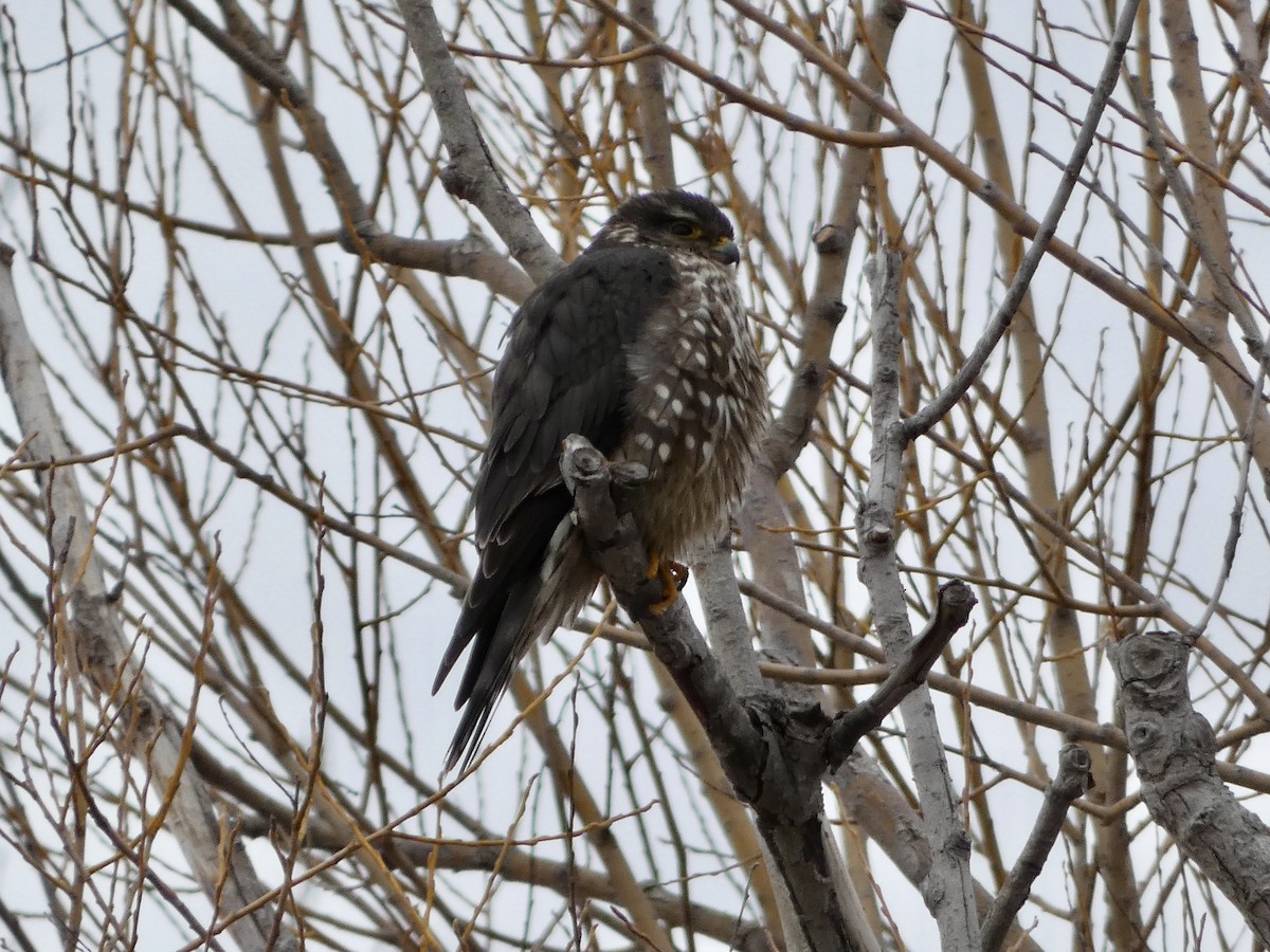 Merlin - Jeff DeRuyter