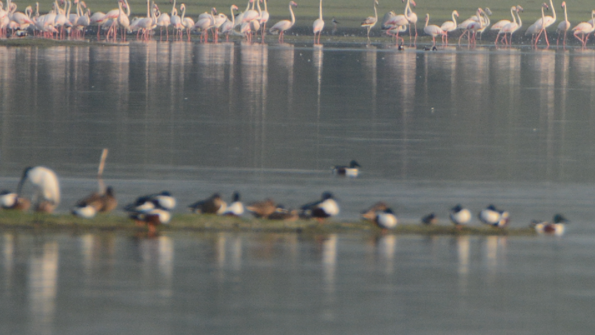 Northern Shoveler - ML540818411