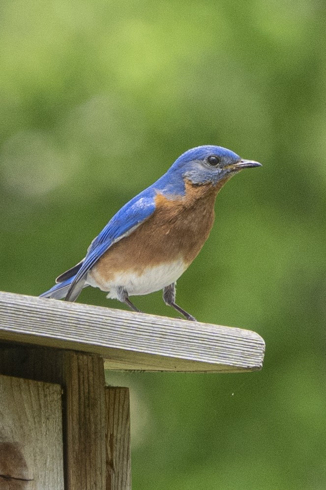 Eastern Bluebird - Cathy Severson