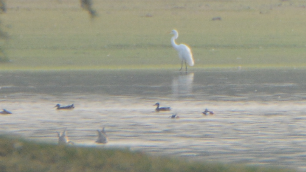 Medium Egret - Anup Chavda