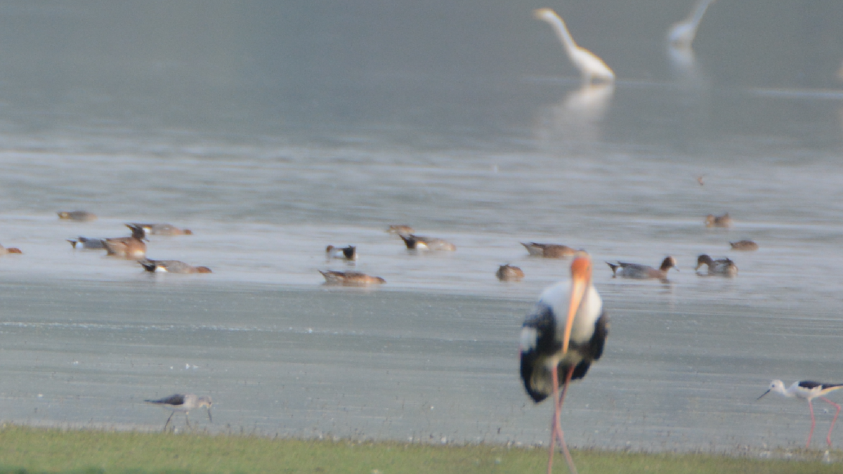 Eurasian Wigeon - ML540820131