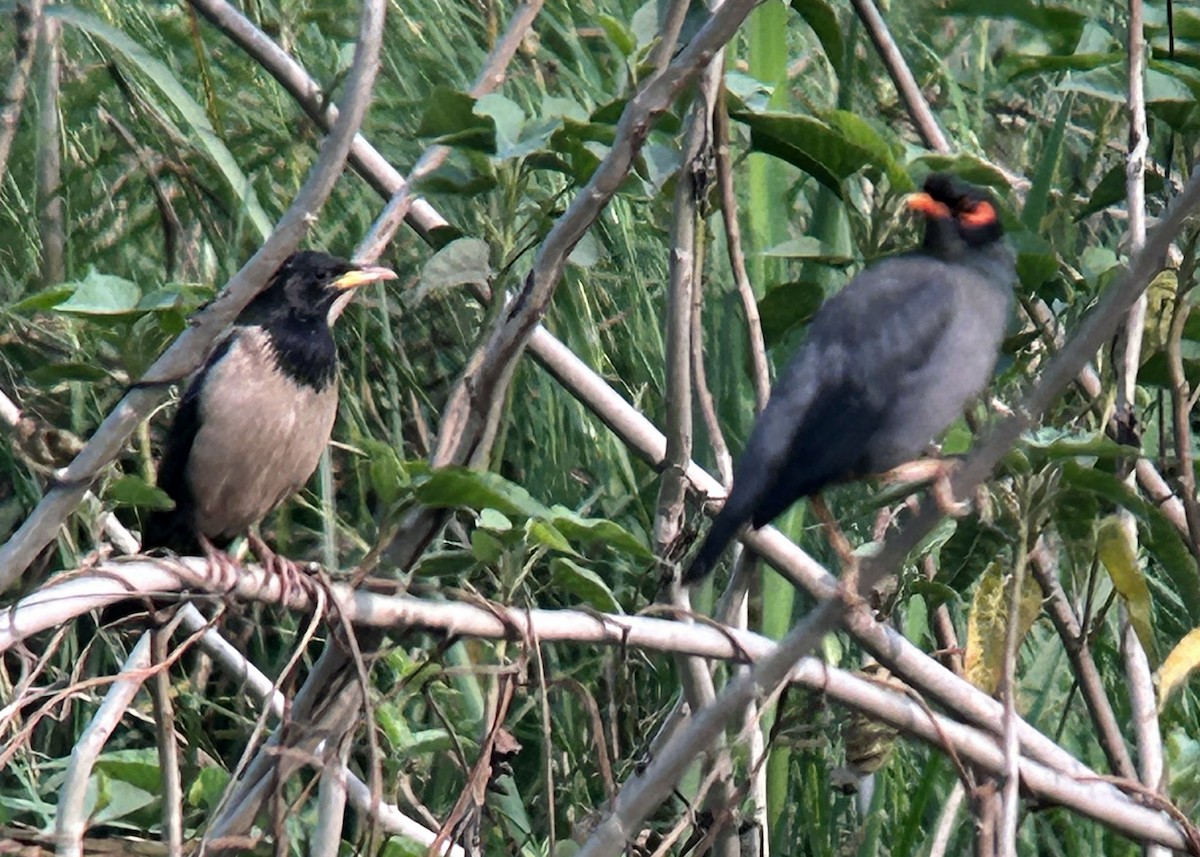 Rosy Starling - ML540820961