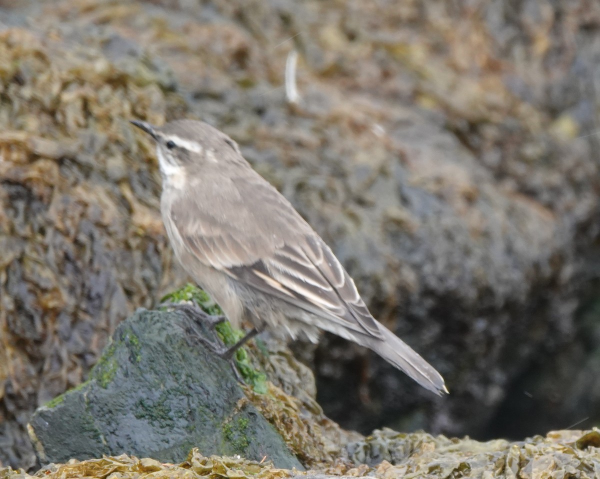 Buff-winged Cinclodes - ML540822461