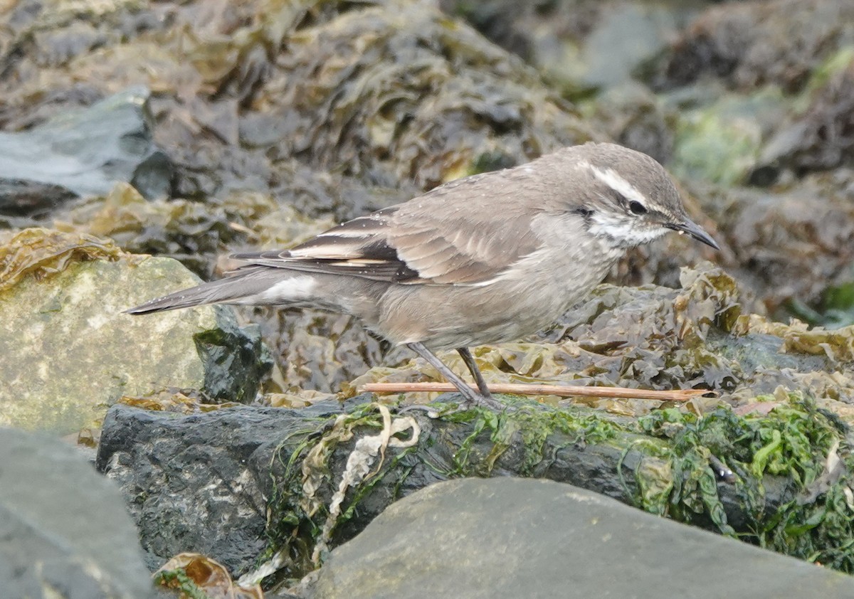 Buff-winged Cinclodes - ML540822471