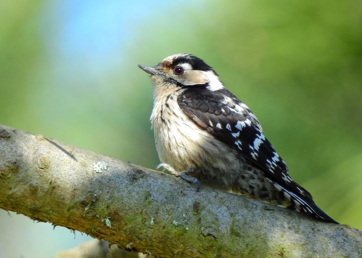 Lesser Spotted Woodpecker - Luís Lourenço