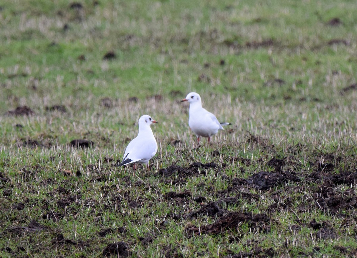 Black-headed Gull - ML540823621