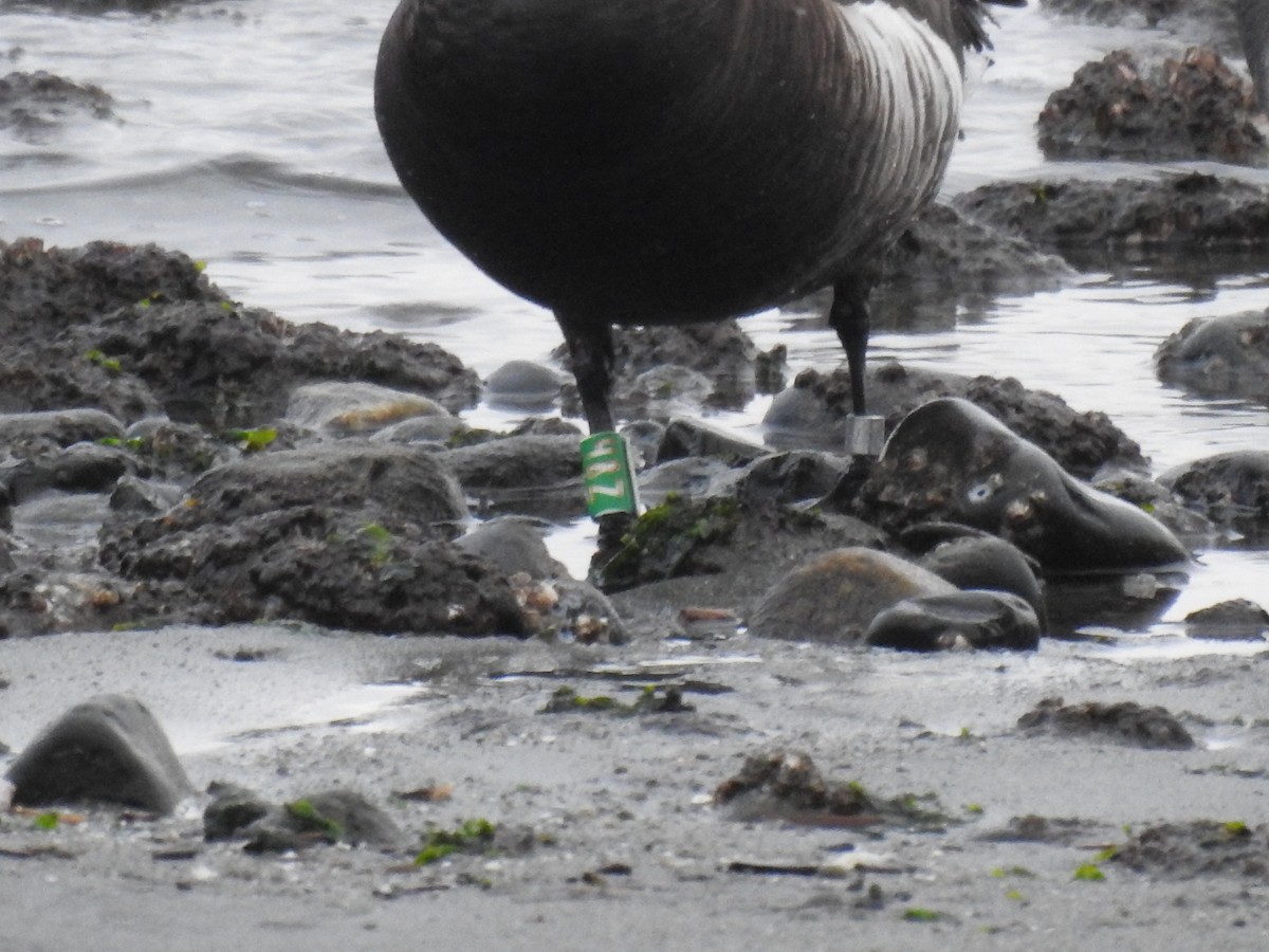 Branta musubeltza (nigricans) - ML540823891