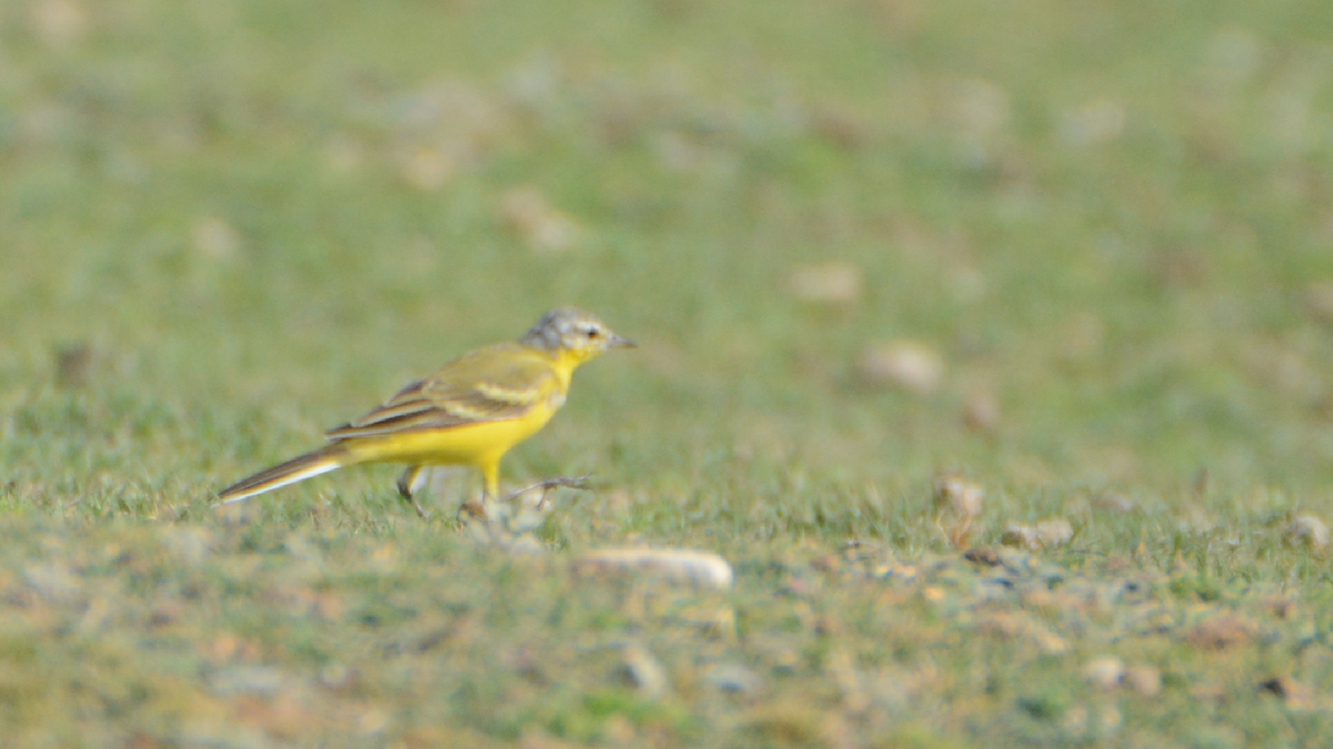 Western Yellow Wagtail - ML540824271