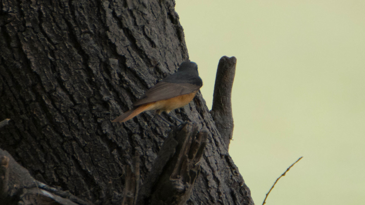 Black Redstart - Anup Chavda