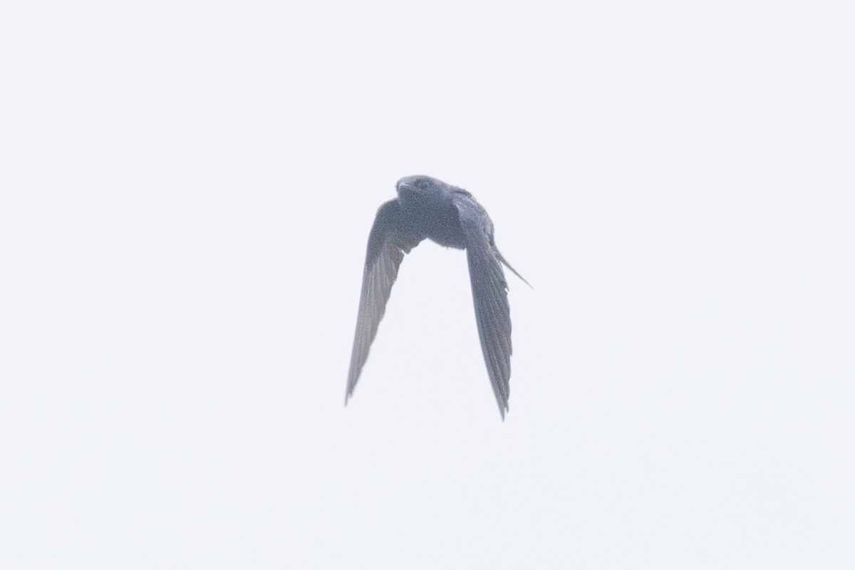 Purple Martin - ML540825811