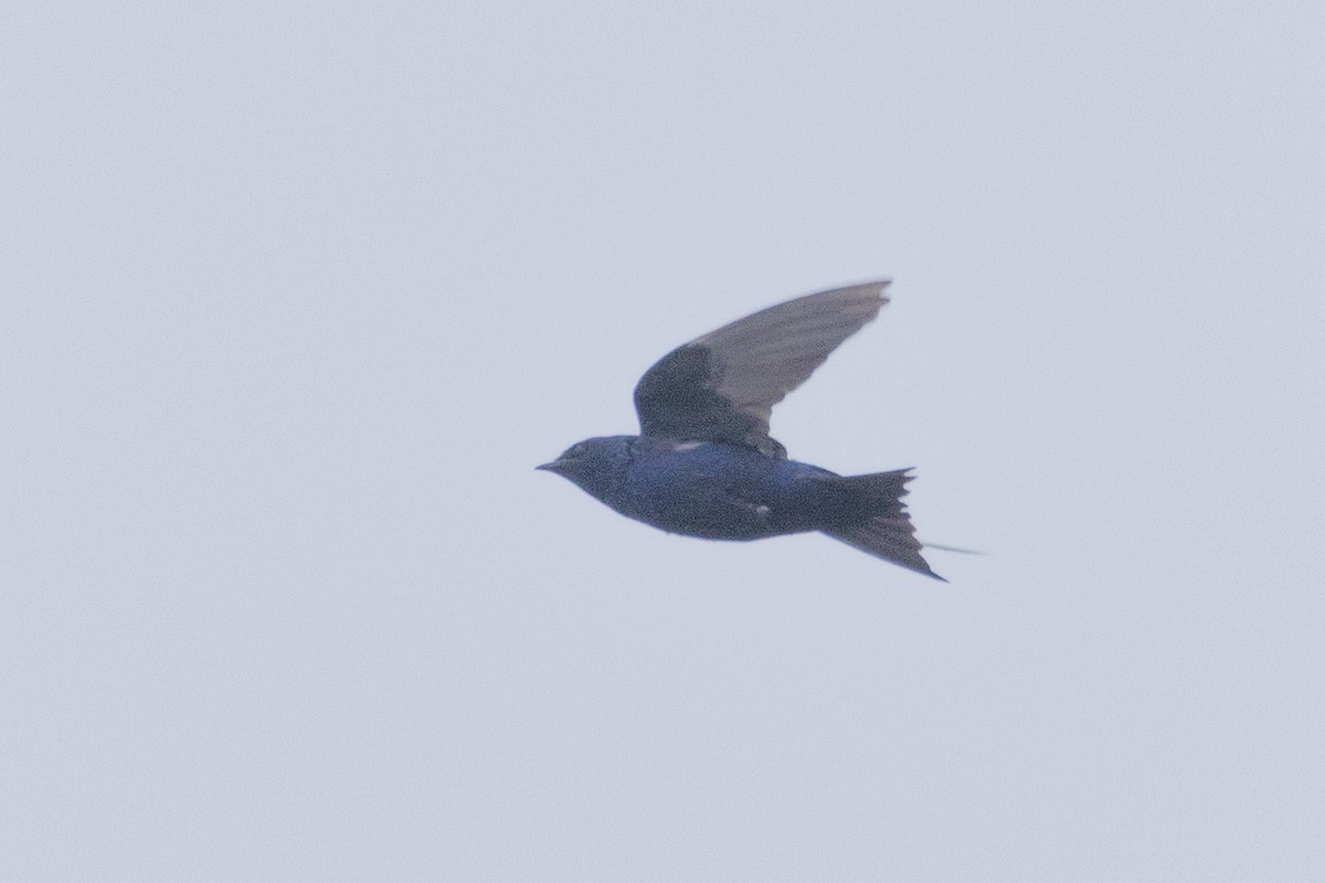 Purple Martin - ML540825821