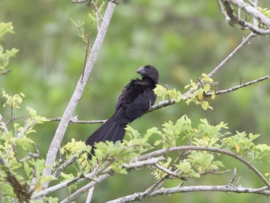 Smooth-billed Ani - ML540826841