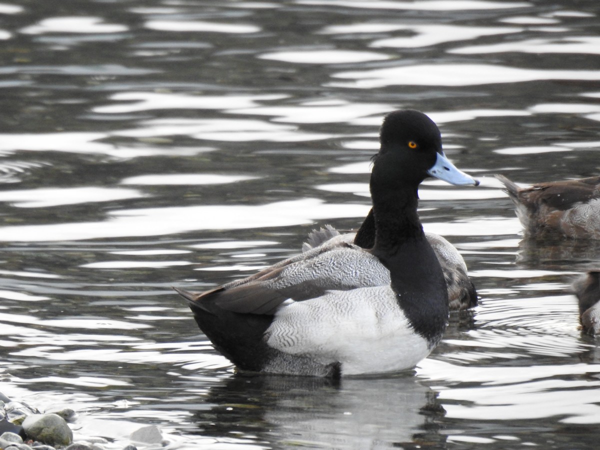 Lesser Scaup - ML540827041