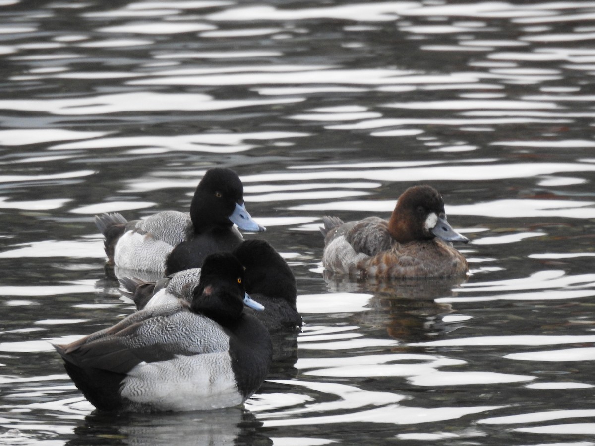 Lesser Scaup - Jody  Wells