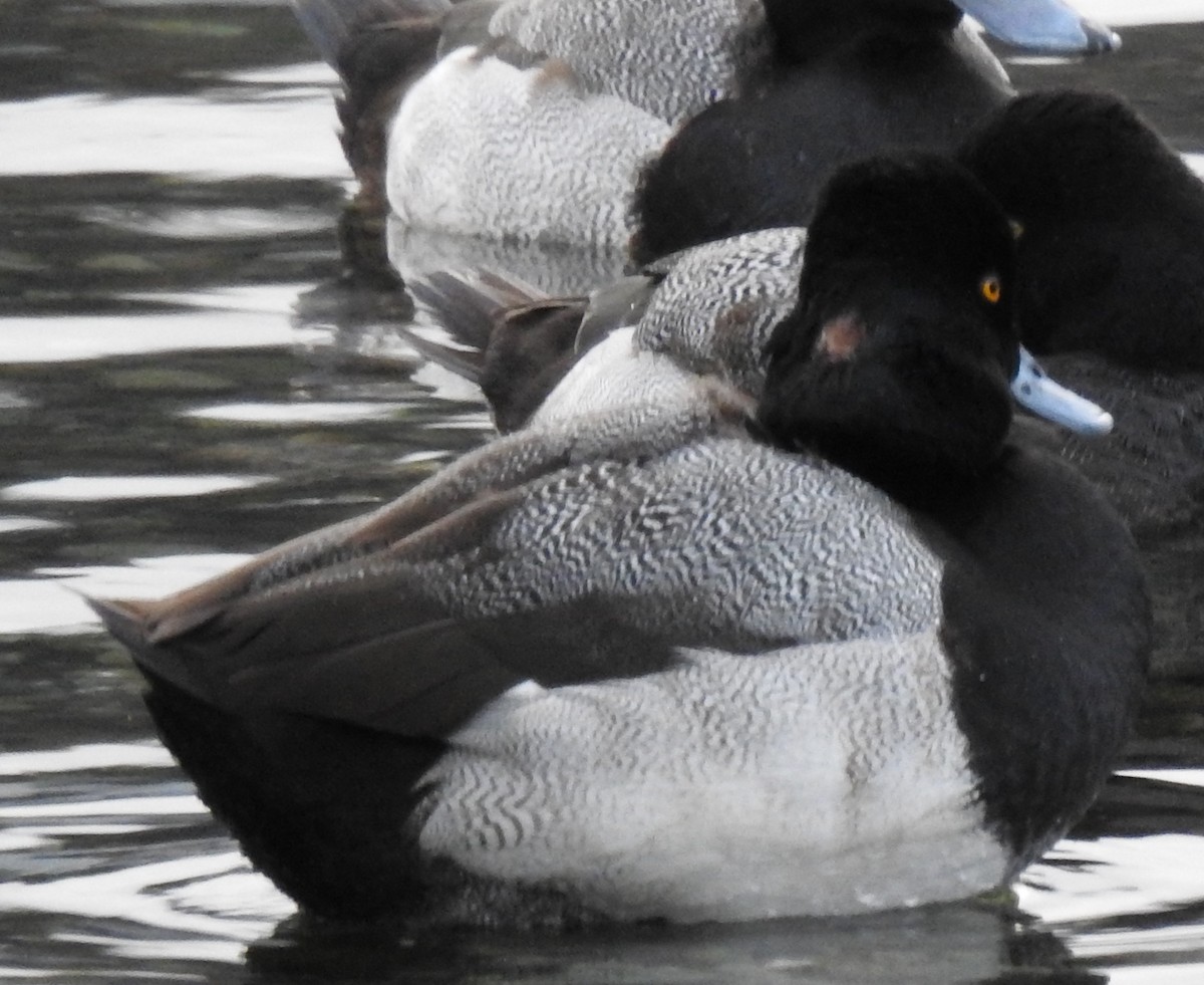 Lesser Scaup - ML540827351