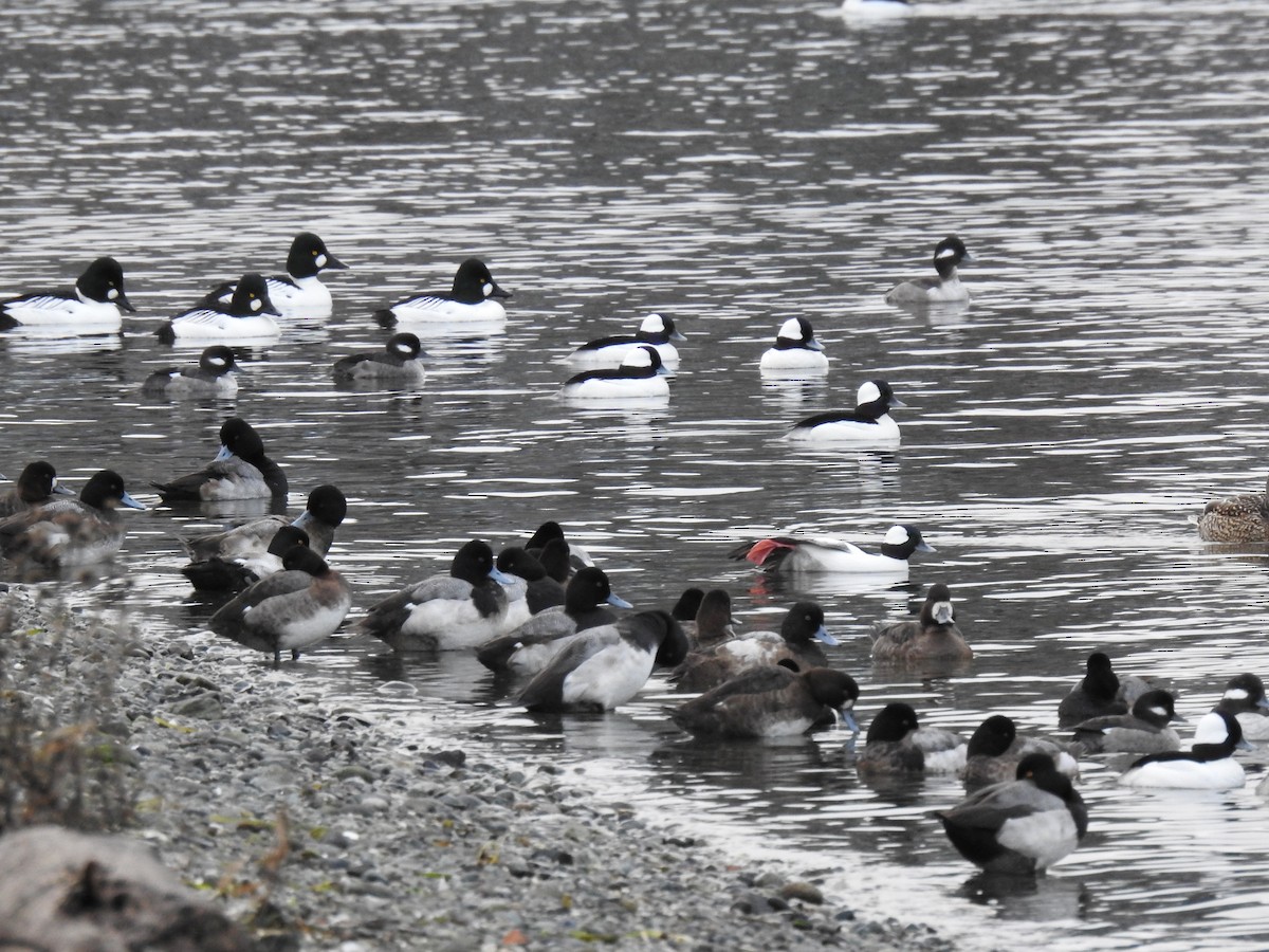 Lesser Scaup - ML540827451