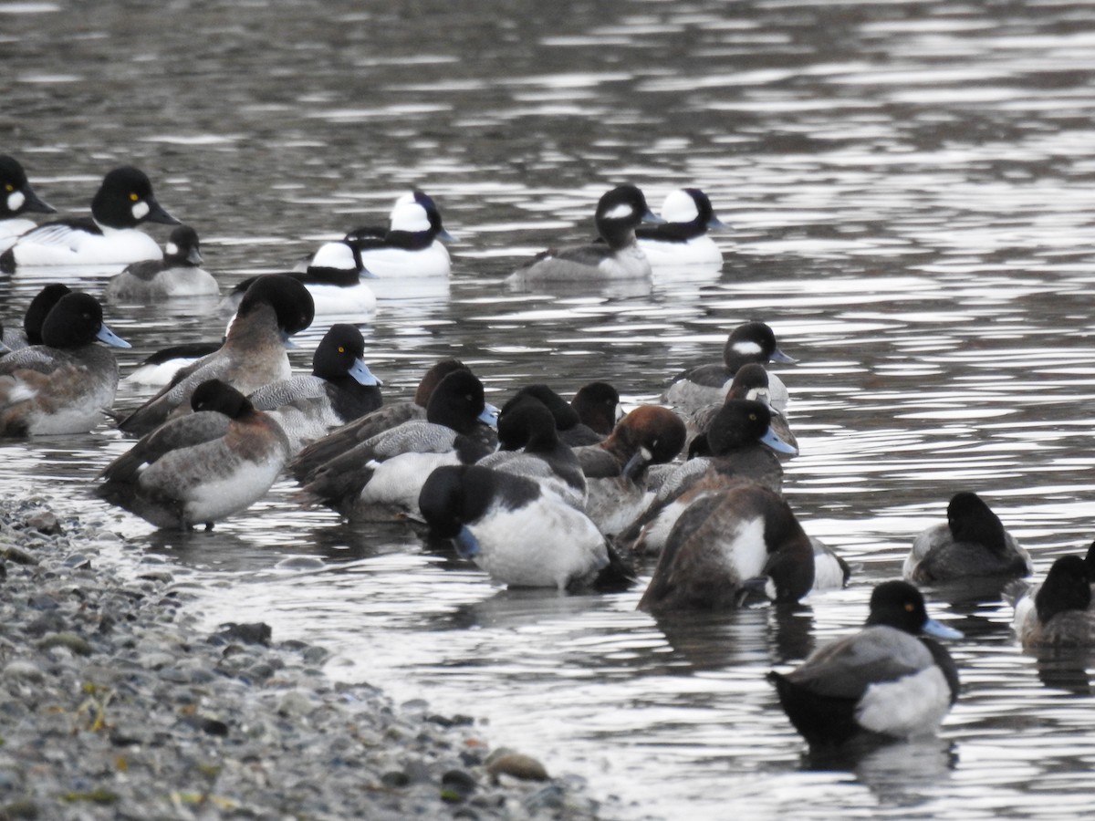 Lesser Scaup - ML540827511