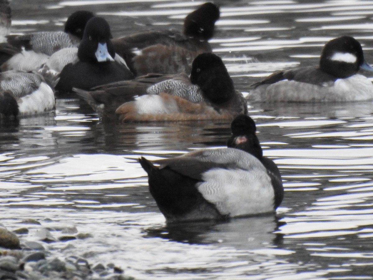 Lesser Scaup - ML540827551