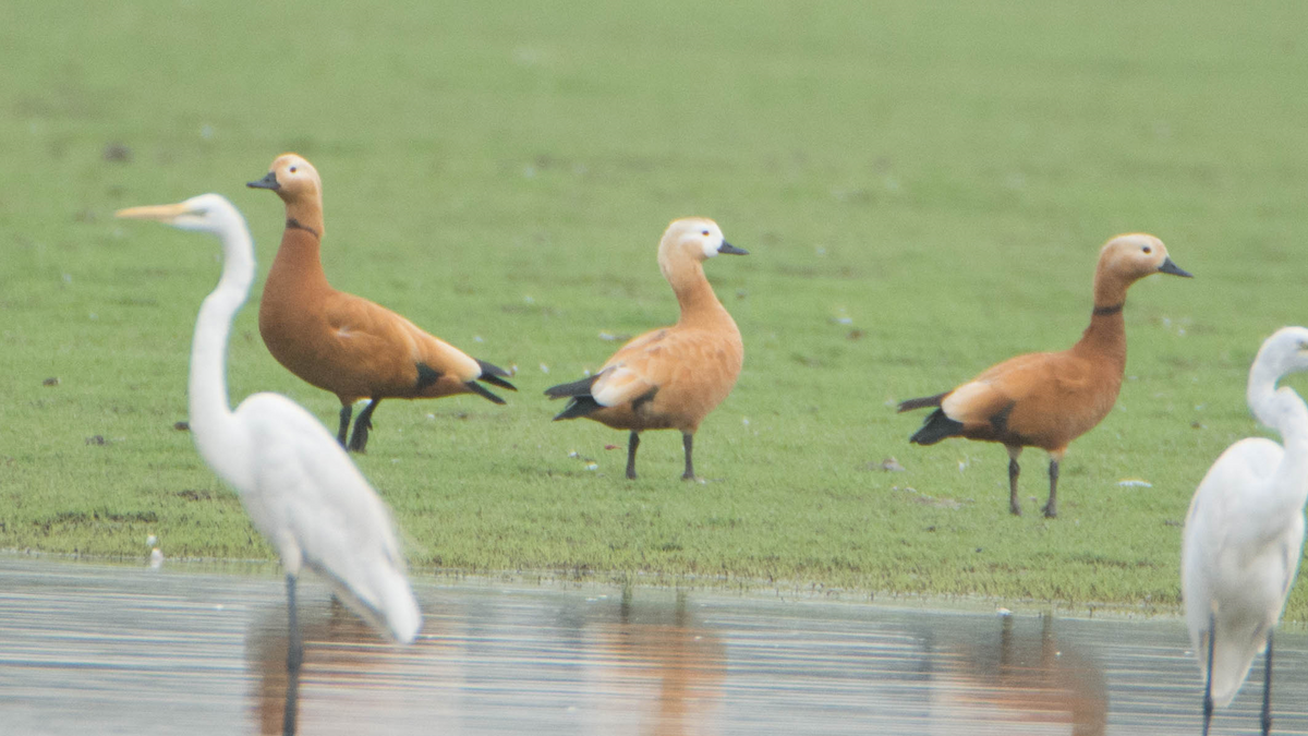 Ruddy Shelduck - ML540827781