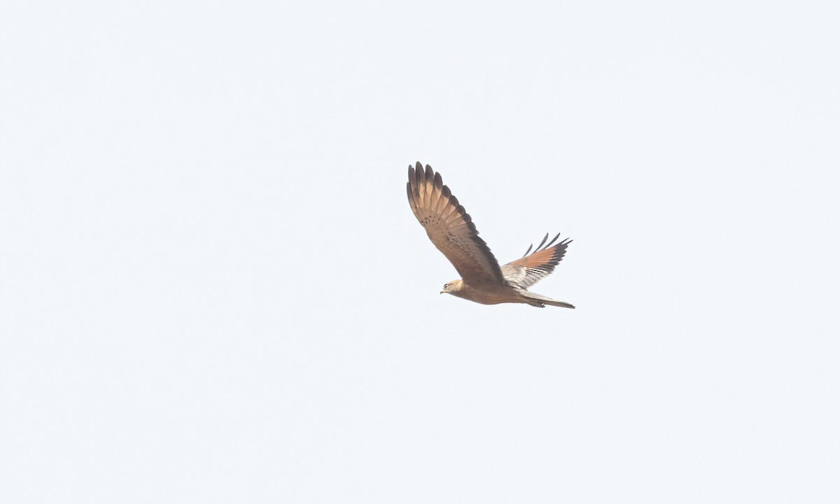 Grasshopper Buzzard - ML540828051